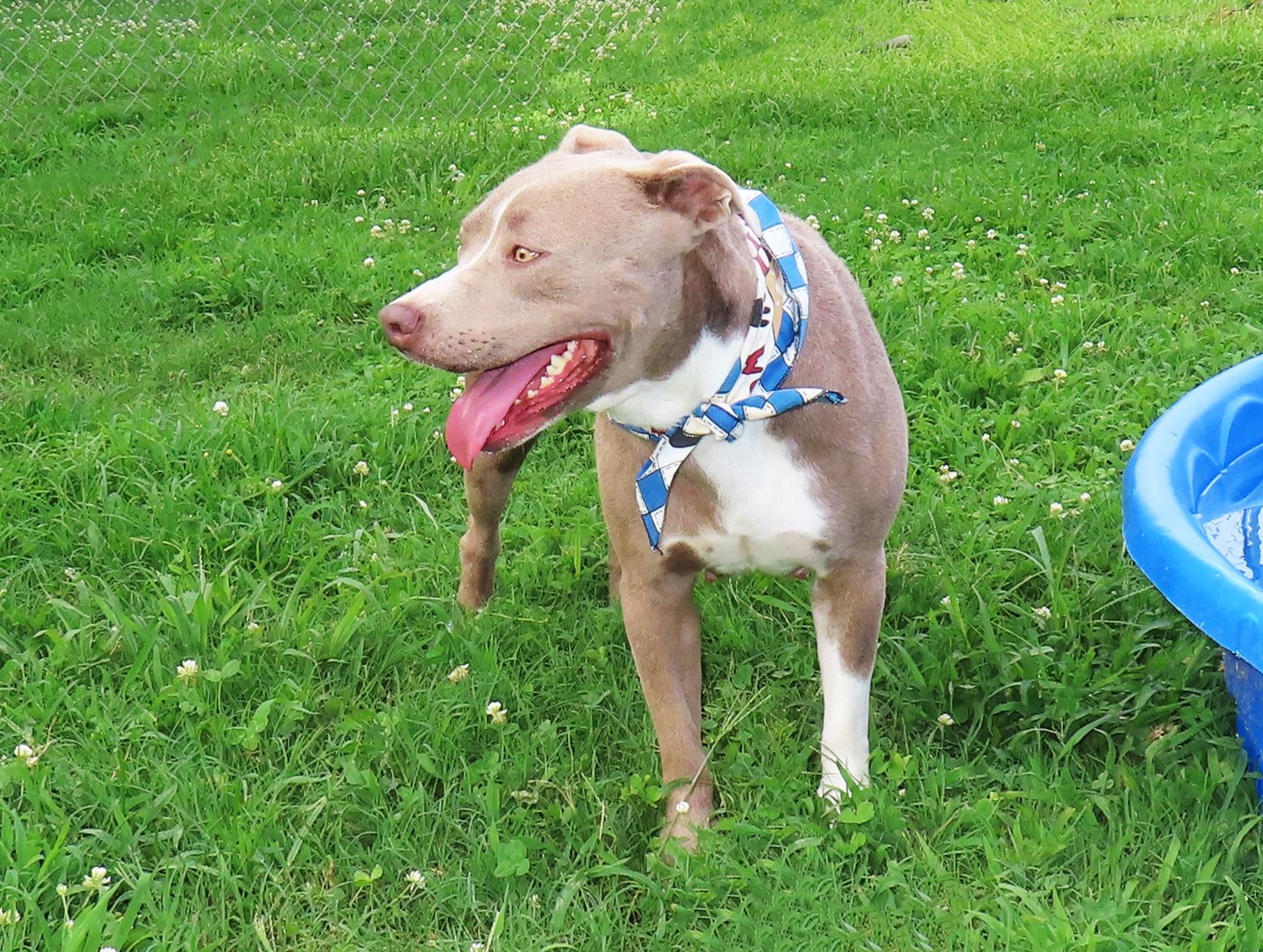 Spice Girl 26C-120A, a Adoptable American Staffordshire Terrier in Rogers, AR image 5/5