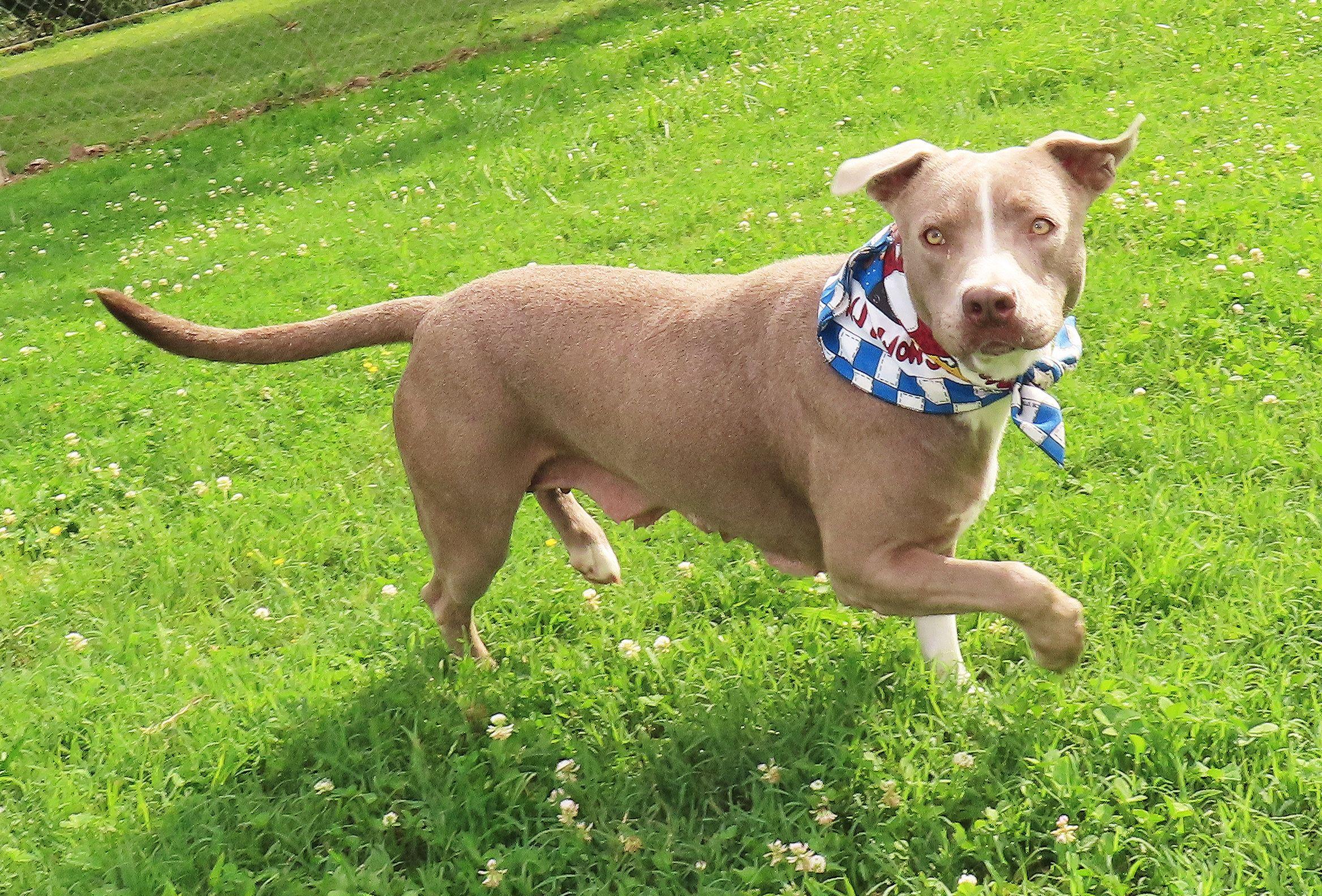 Spice Girl 26C-120A, a Adoptable American Staffordshire Terrier in Rogers, AR image 2/5