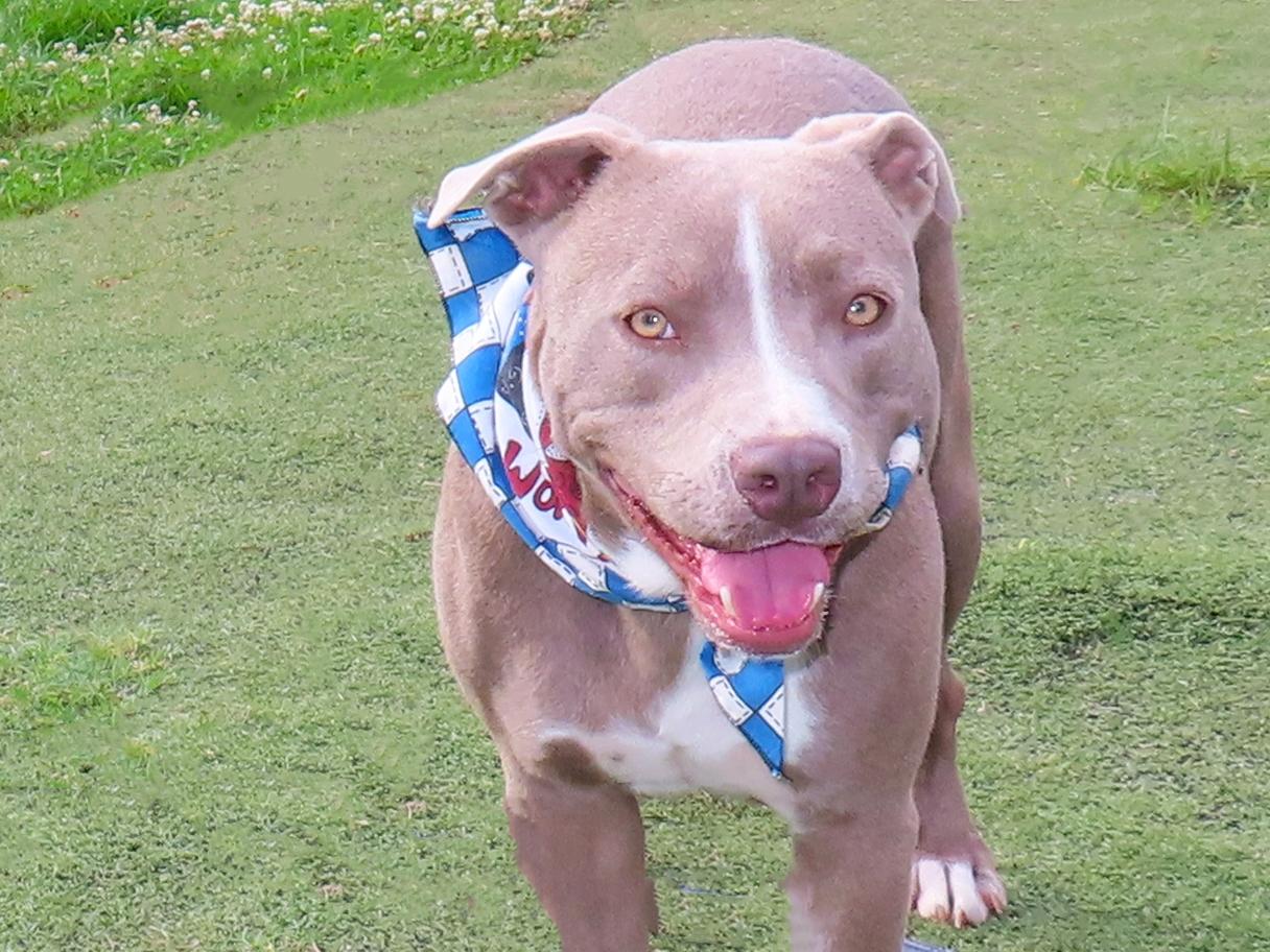 Spice Girl 26C-120A, Adoptable, Young Female American Staffordshire Terrier.