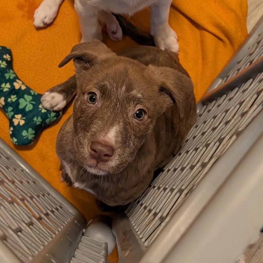 Abdin, Adoptable, Puppy Male Mixed Breed.