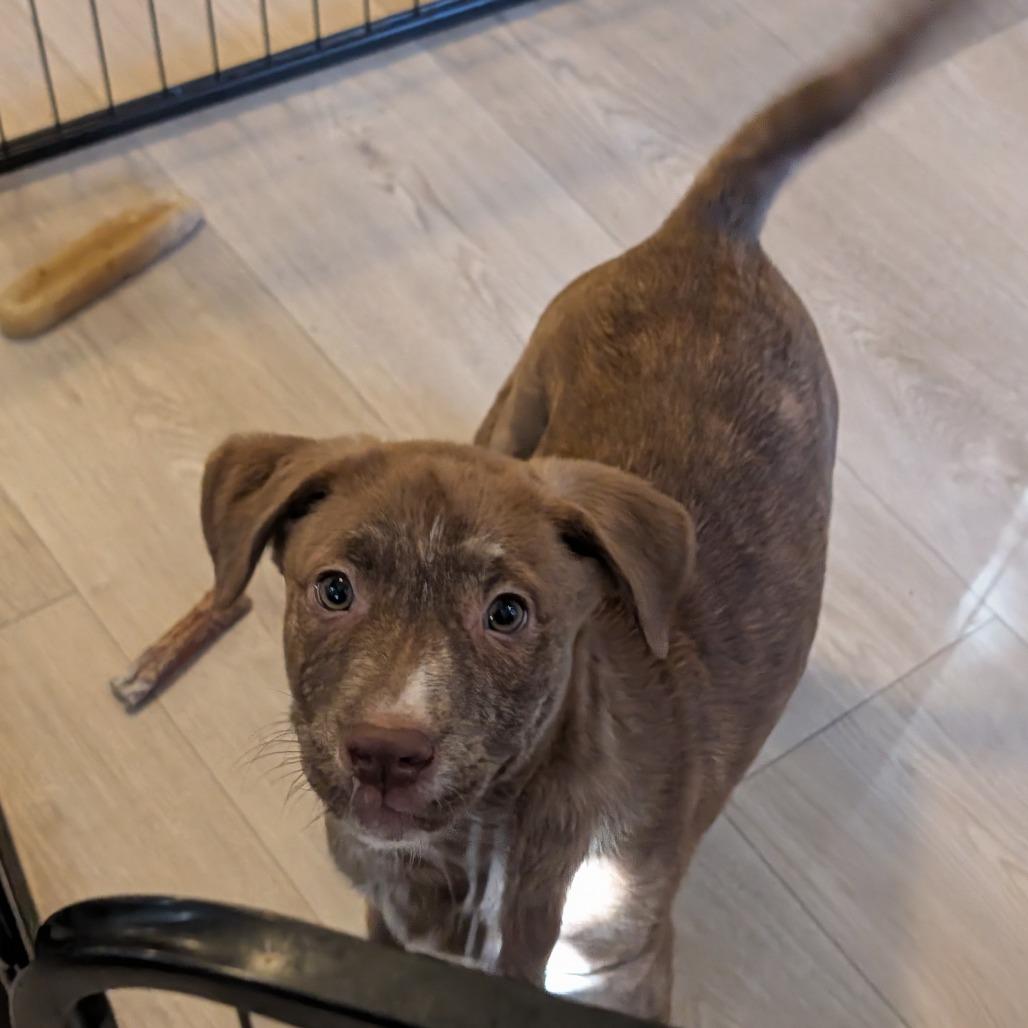 Abdin, a Adoptable Mixed Breed in Fredericksburg, VA image 2/5