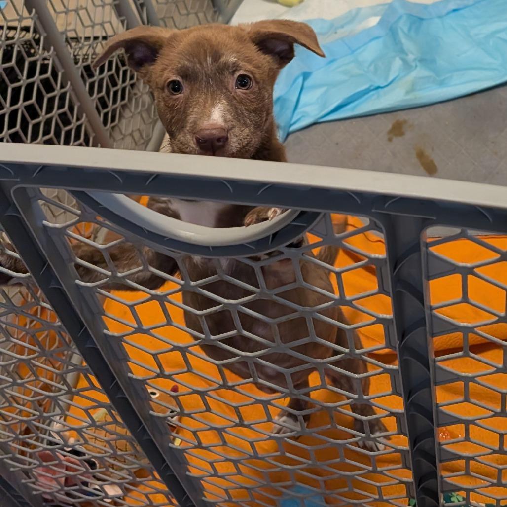 Abdin, a Adoptable Mixed Breed in Fredericksburg, VA image 3/5