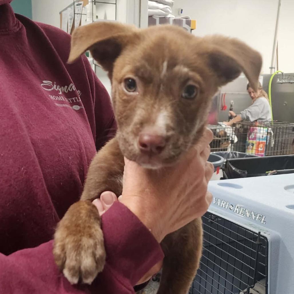 Abdin, a Adoptable Mixed Breed in Fredericksburg, VA image 4/5