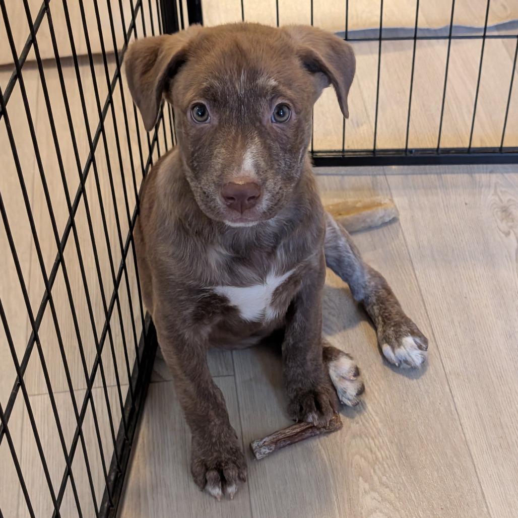 Abdin, a Adoptable Mixed Breed in Fredericksburg, VA image 5/5