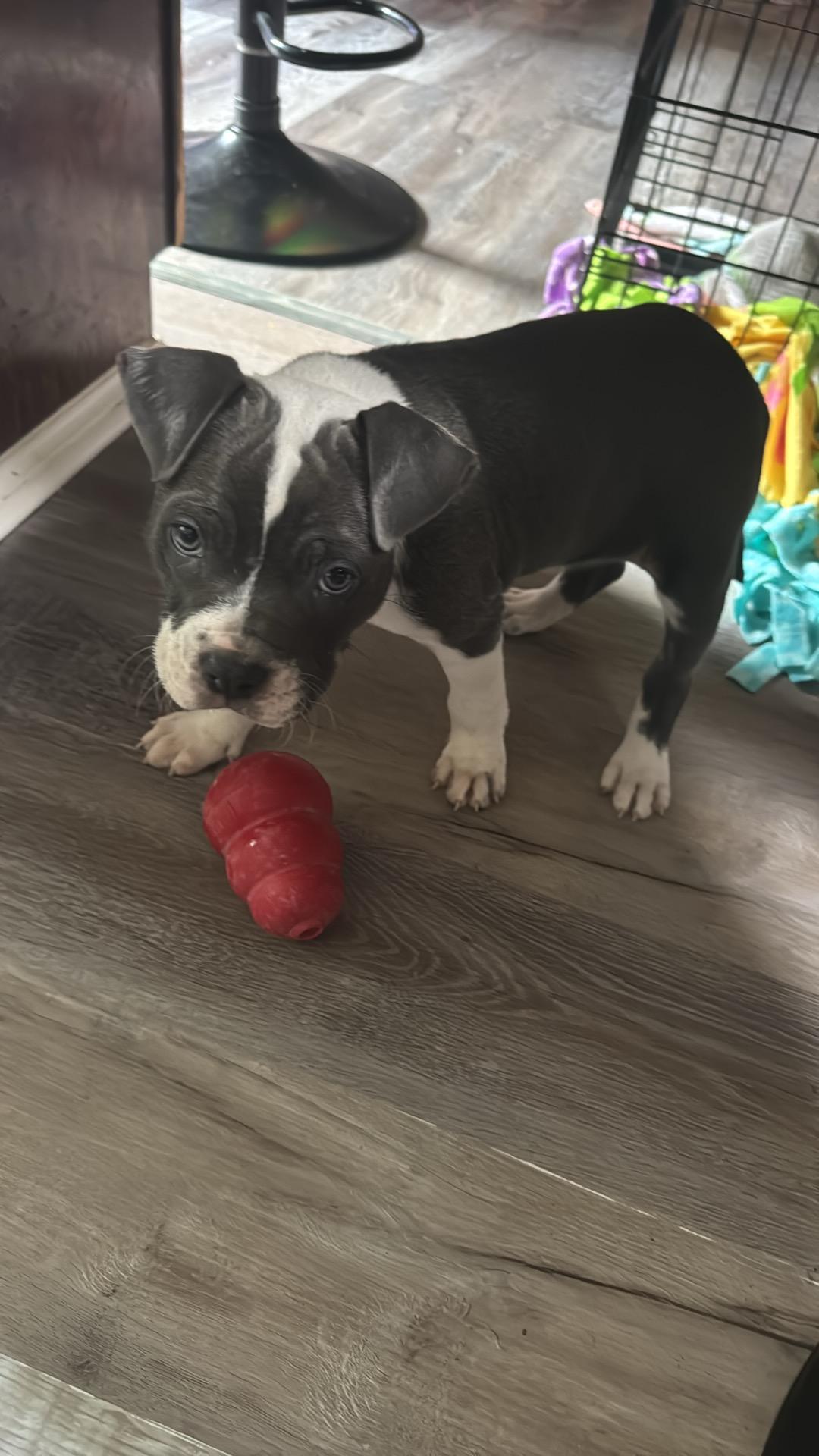 Lil mama, Adoptable, Puppy Female American Staffordshire Terrier.