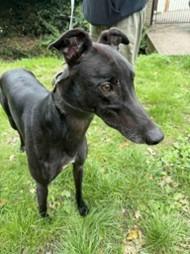 Fred, Adoptable, Adult Male Greyhound.