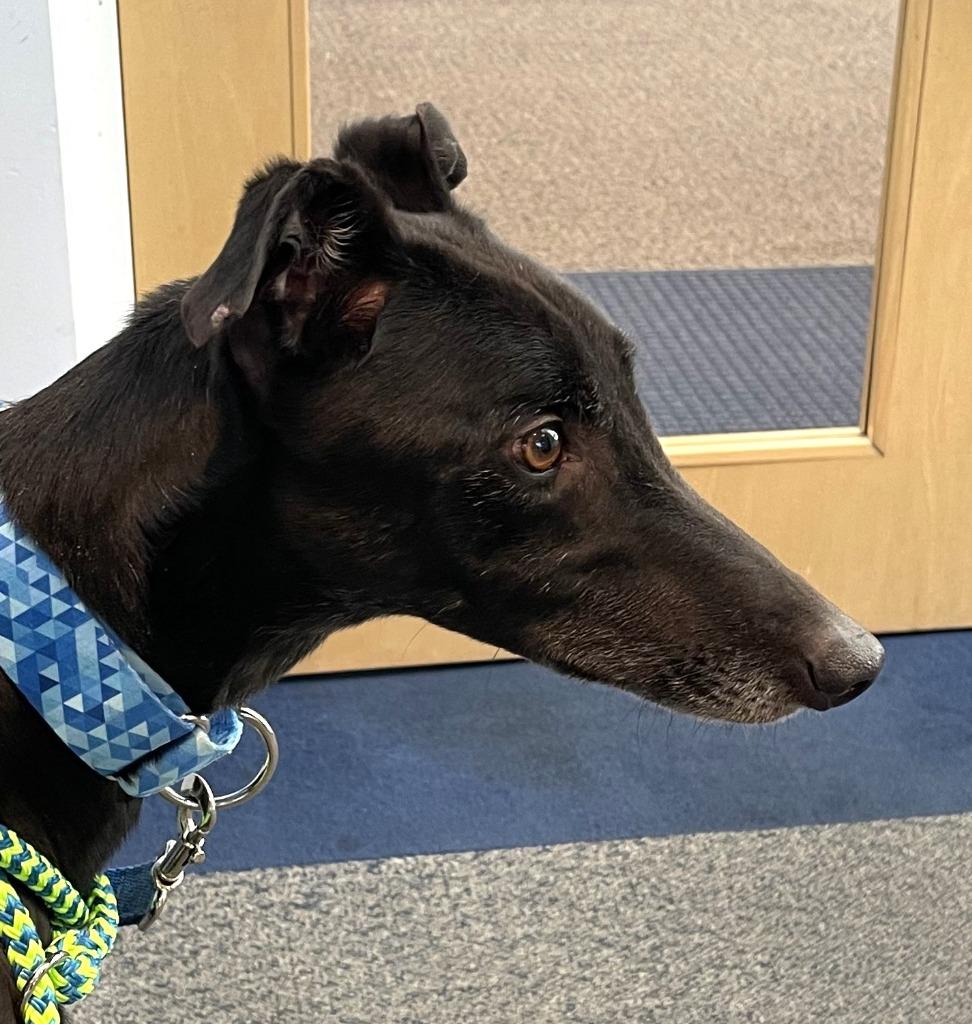 Enlarge Fred, a Adoptable Greyhound in Hopkinton, MA image 2/2