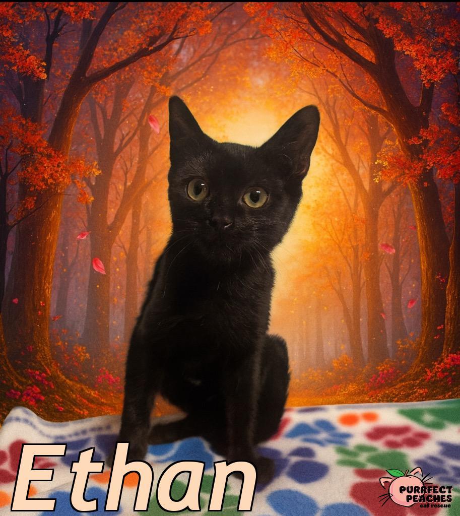 Ethan, Adoptable, Young Male Bombay.
