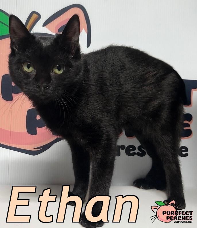 Enlarge Ethan, a Adoptable Bombay in Douglasville, GA image 2/2