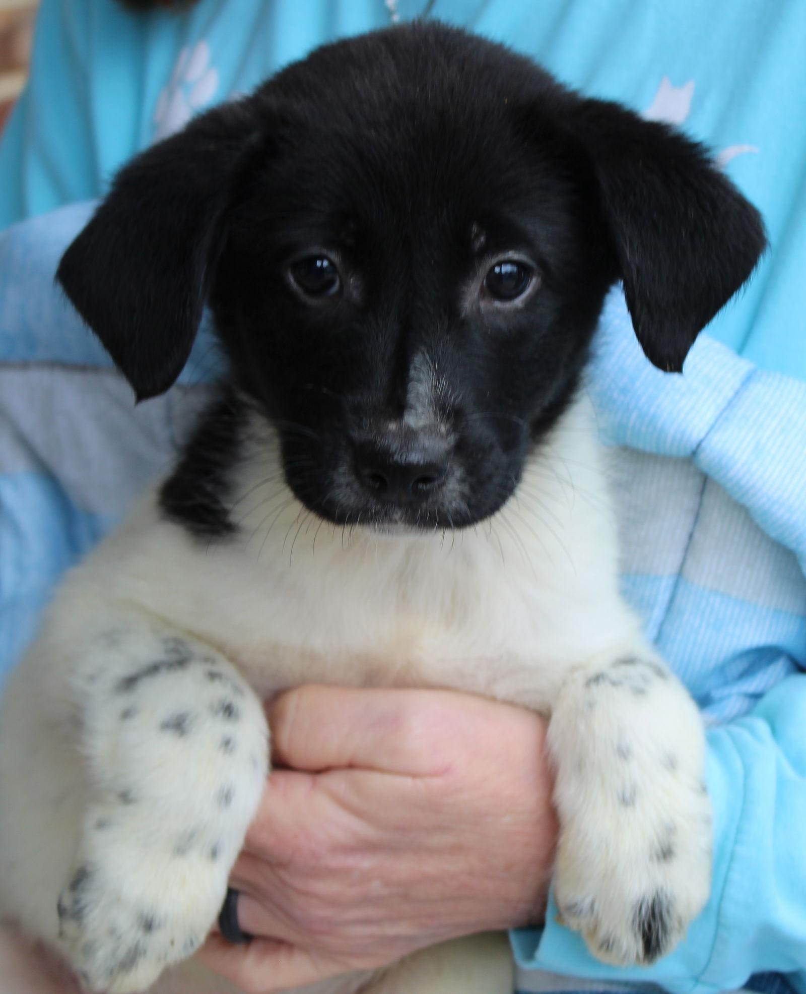 Vixen 42910, Adopted, Puppy Female Labrador Retriever.