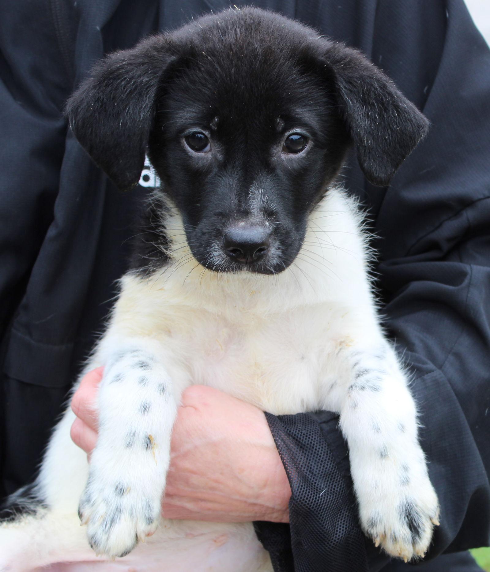 Enlarge Vixen 42910, a Adopted Labrador Retriever in Prattville, AL image 2/3