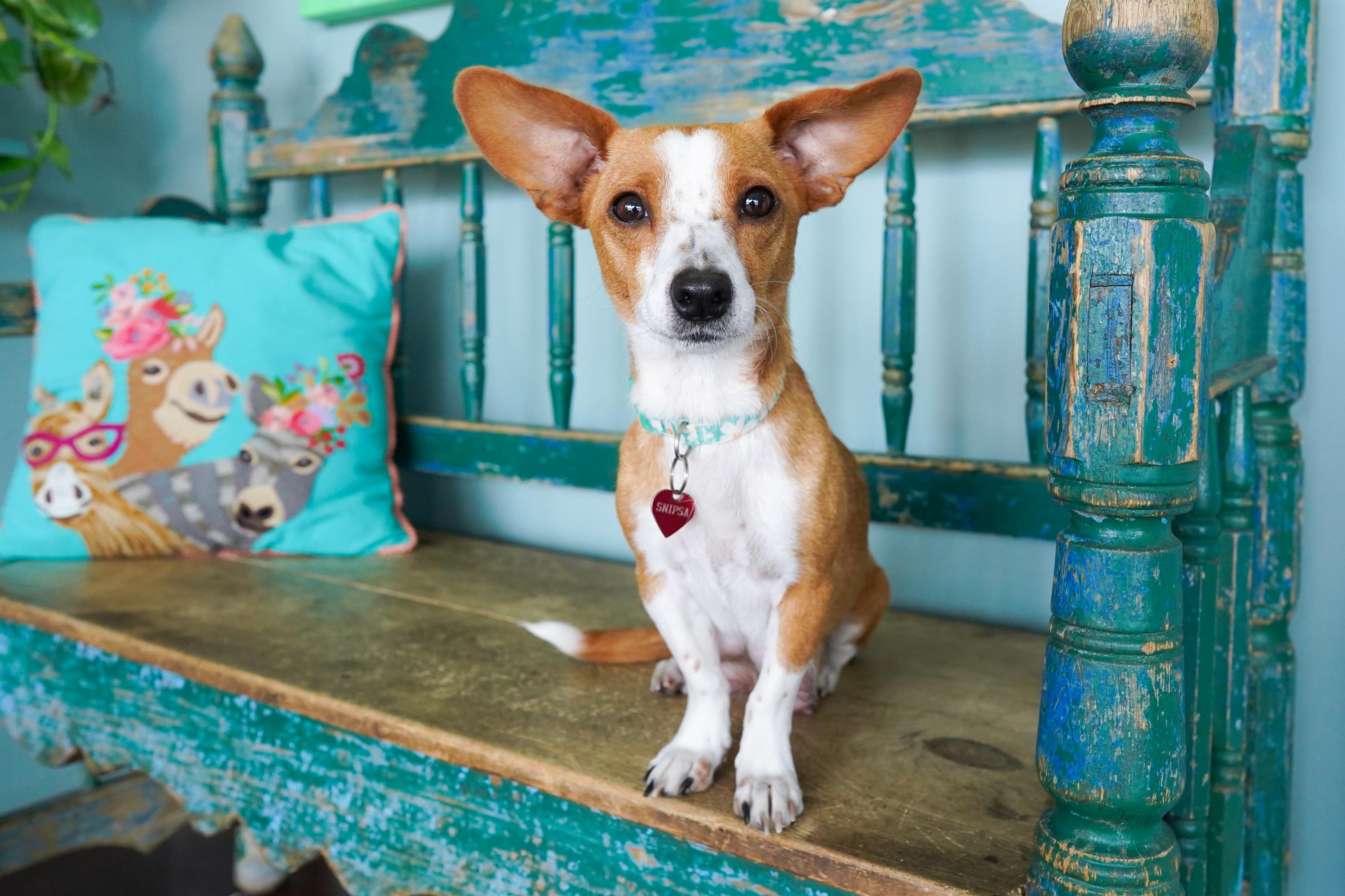 Enlarge Alani, an adopted Chihuahua in San Antonio, TX image 1/3