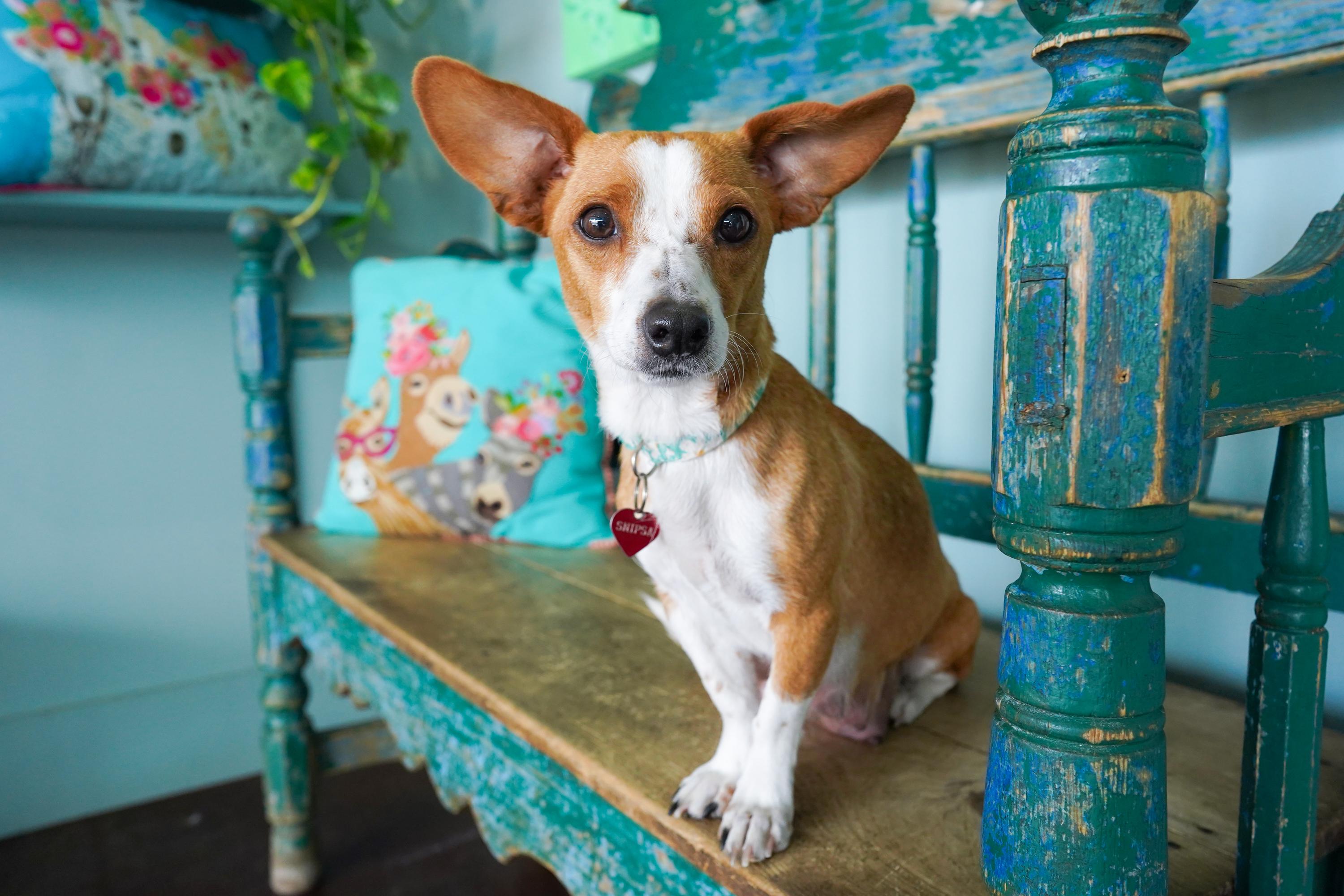 Enlarge Alani, an adopted Chihuahua in San Antonio, TX image 3/3