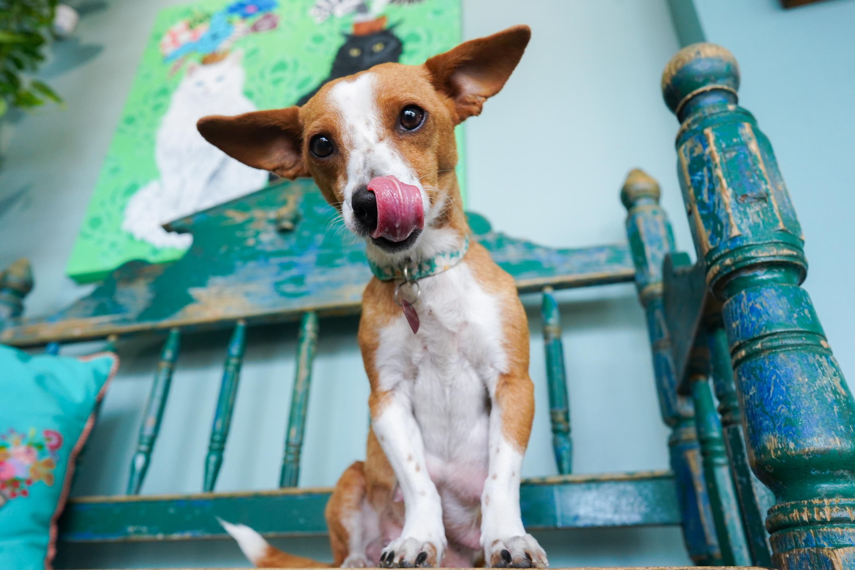 Enlarge Alani, an adopted Chihuahua in San Antonio, TX image 2/3