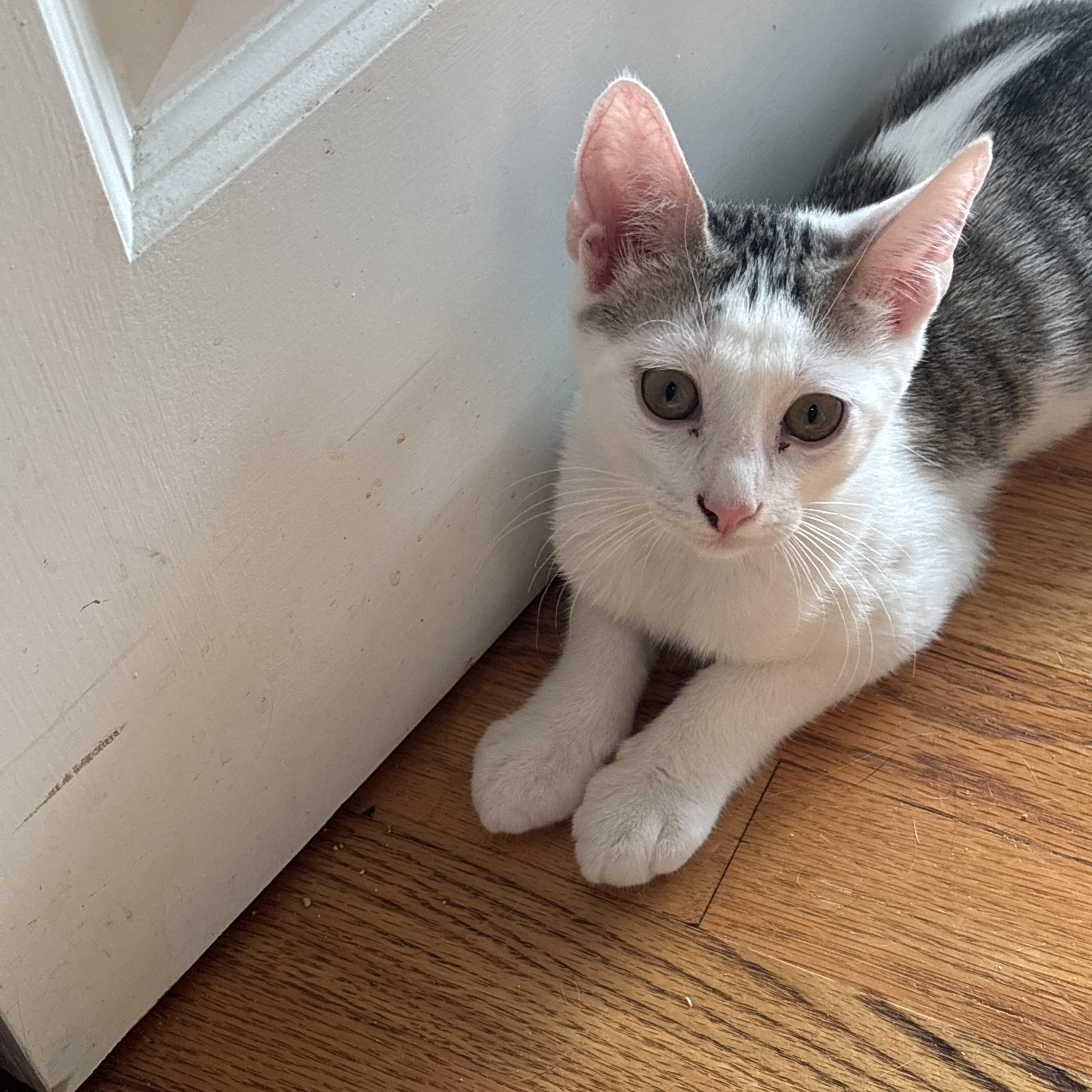 Enlarge Oscar & Felix, a Adoptable Domestic Short Hair in Cortlandt Manor, NY image 3/6