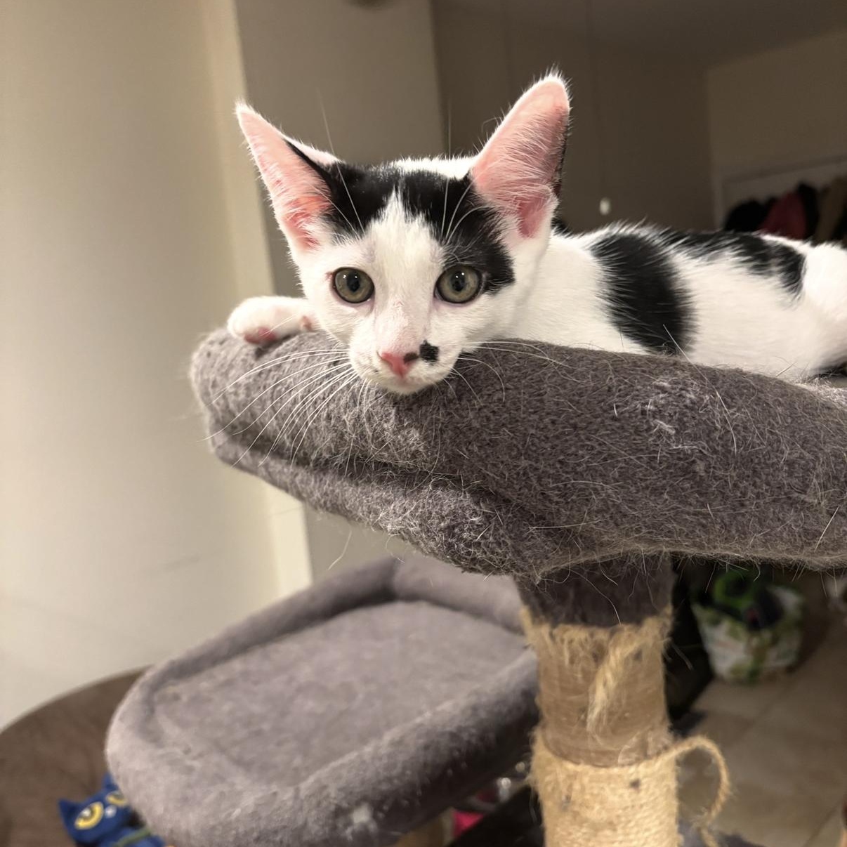 Enlarge Oscar & Felix, a Adoptable Domestic Short Hair in Cortlandt Manor, NY image 5/6