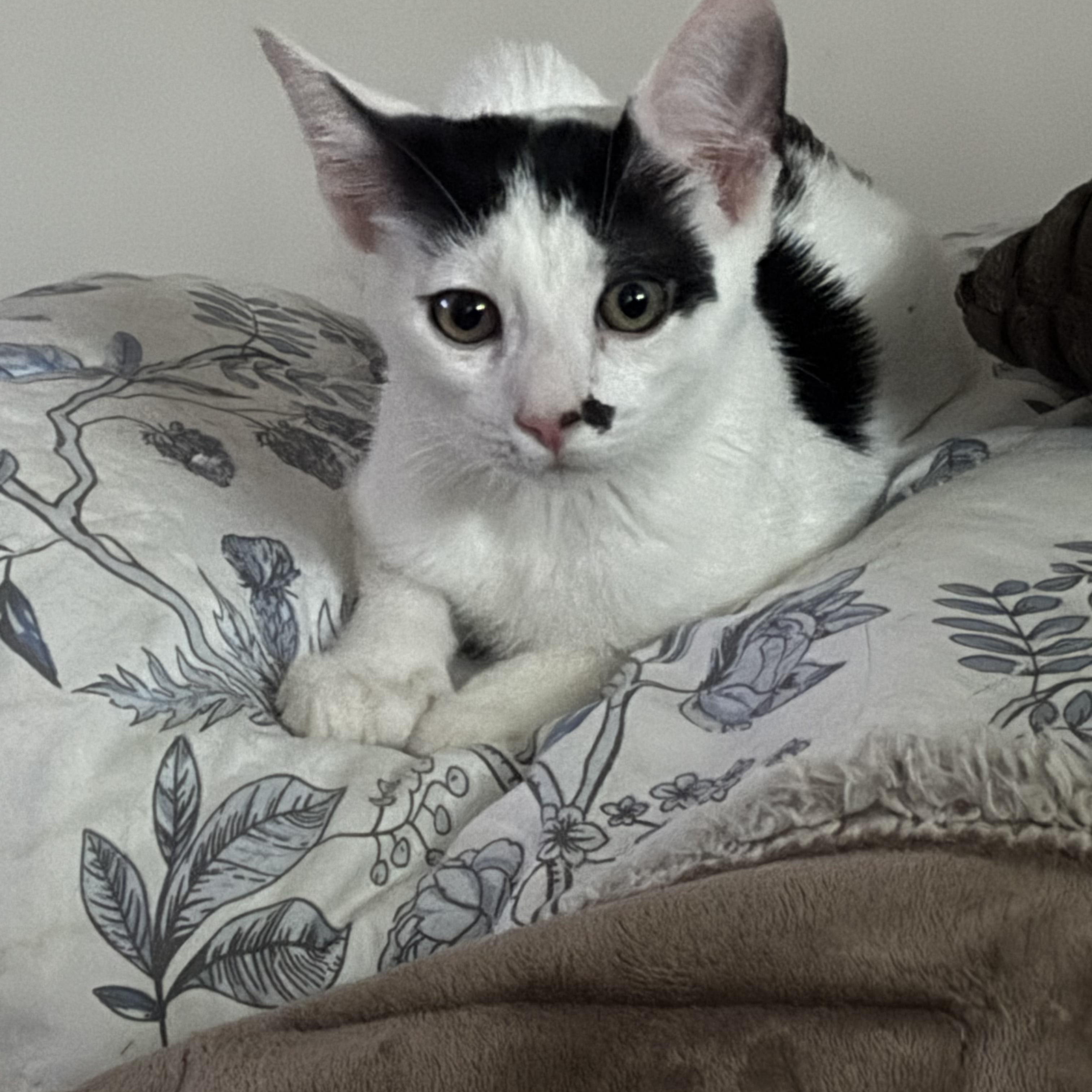 Enlarge Oscar & Felix, a Adoptable Domestic Short Hair in Cortlandt Manor, NY image 1/6