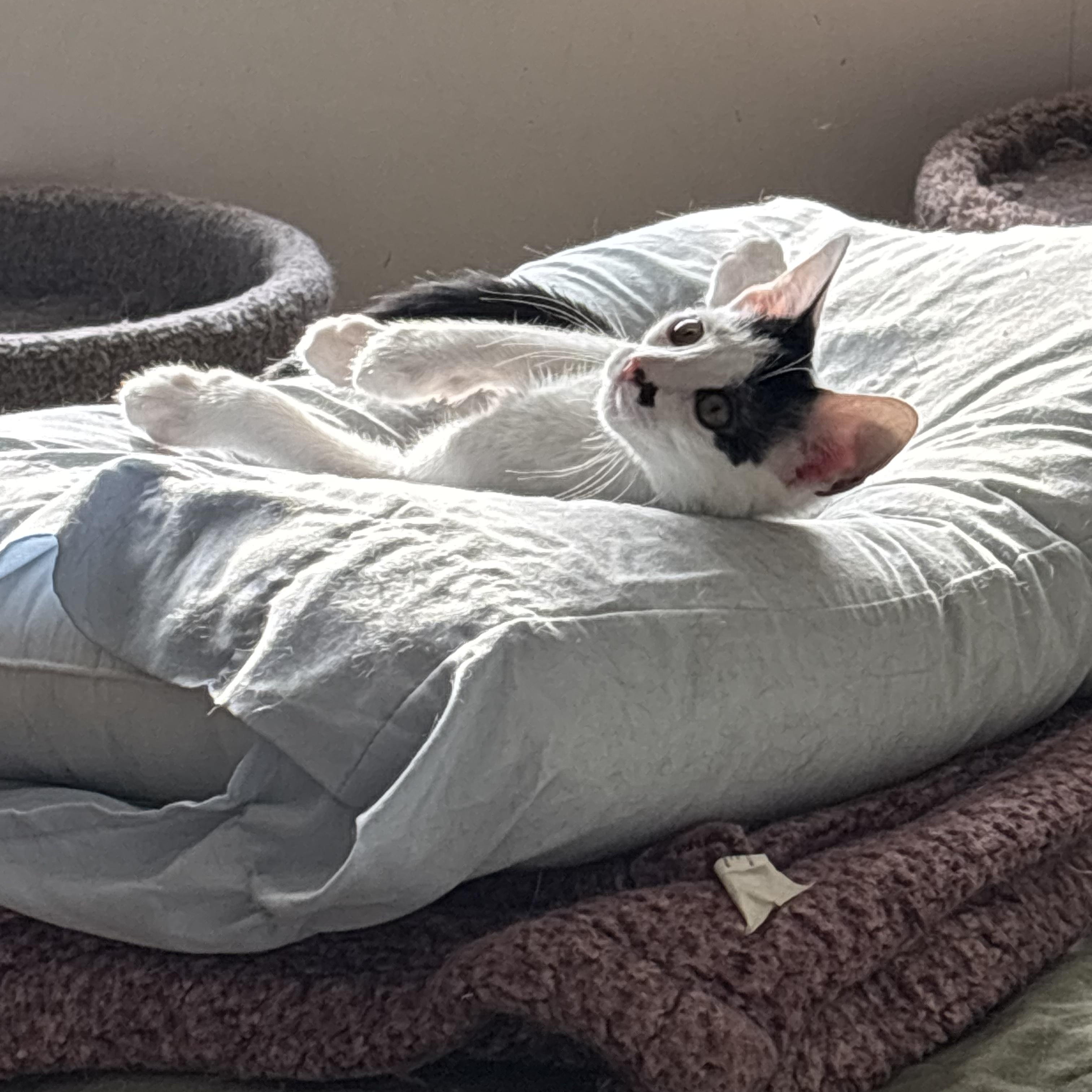 Enlarge Oscar & Felix, a Adoptable Domestic Short Hair in Cortlandt Manor, NY image 2/6