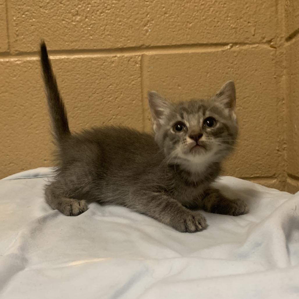 Rizzler, Adoptable, Young Female Domestic Short Hair.