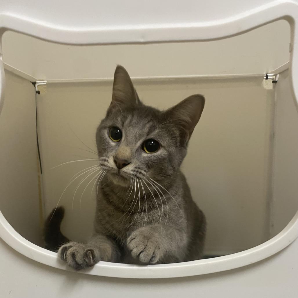 Rizzler, a Adoptable Domestic Short Hair in Monroeville, AL image 3/3