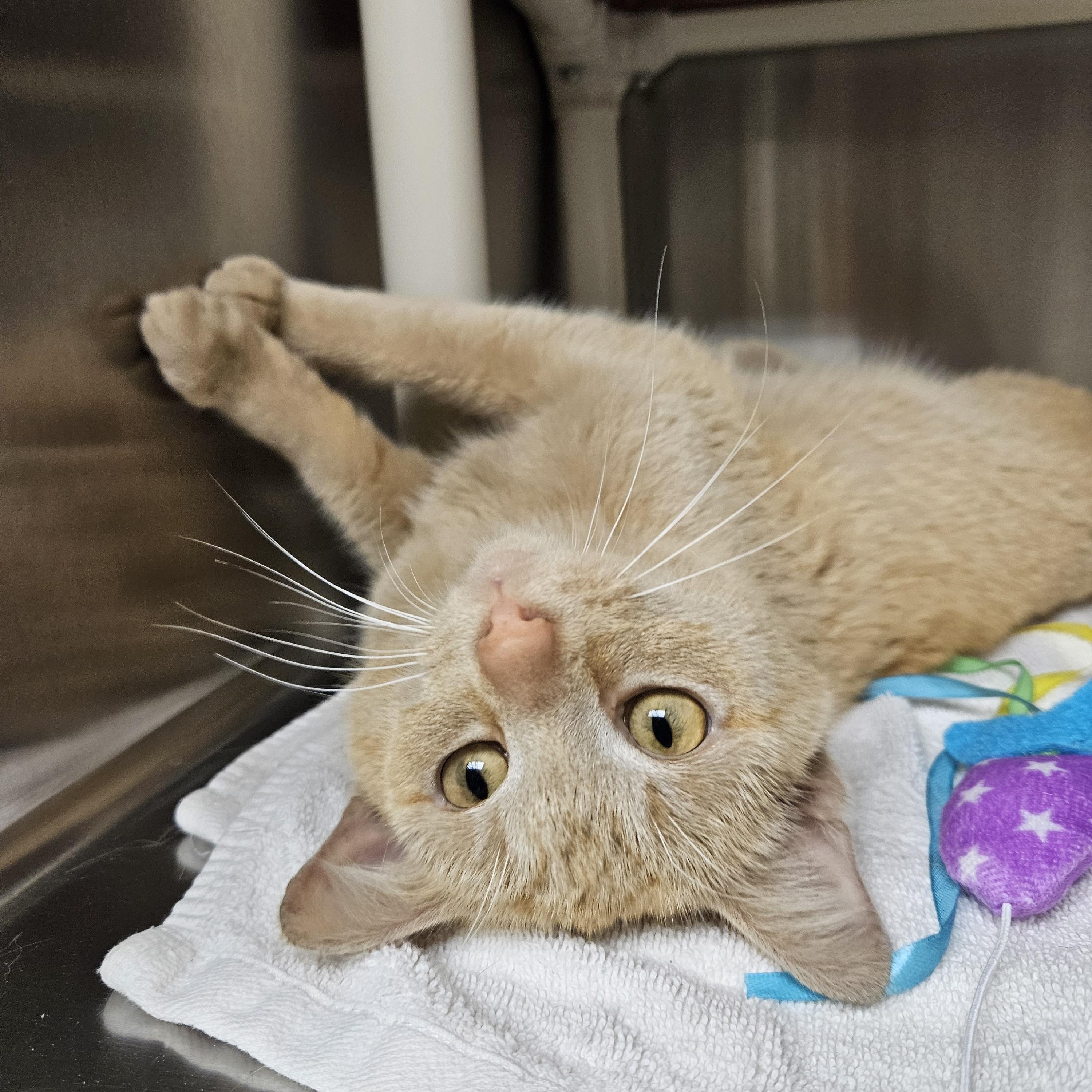 Cheddar, adopted, Adult Male Tabby.