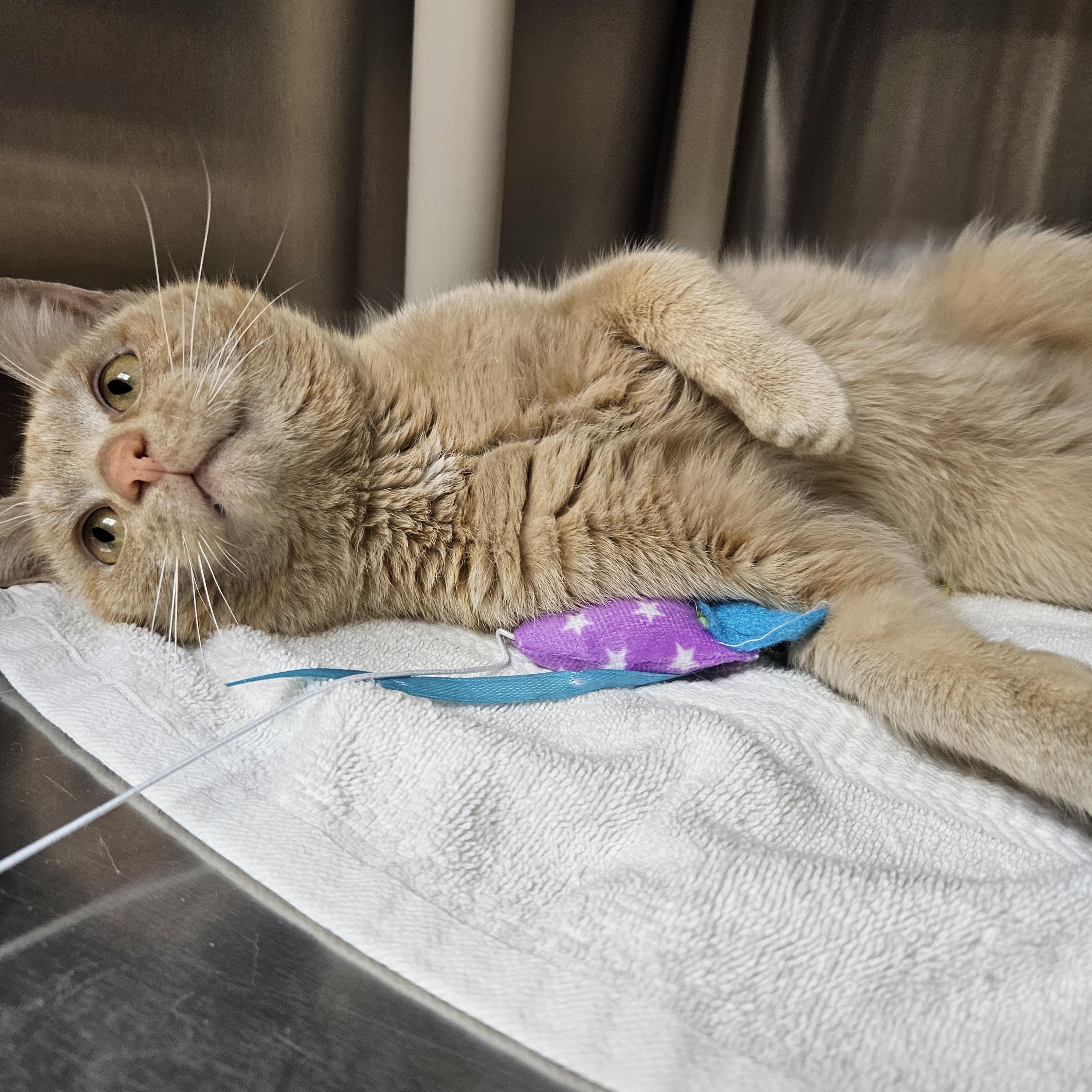 Enlarge Cheddar, an adopted Tabby in Bluffton, IN image 3/3