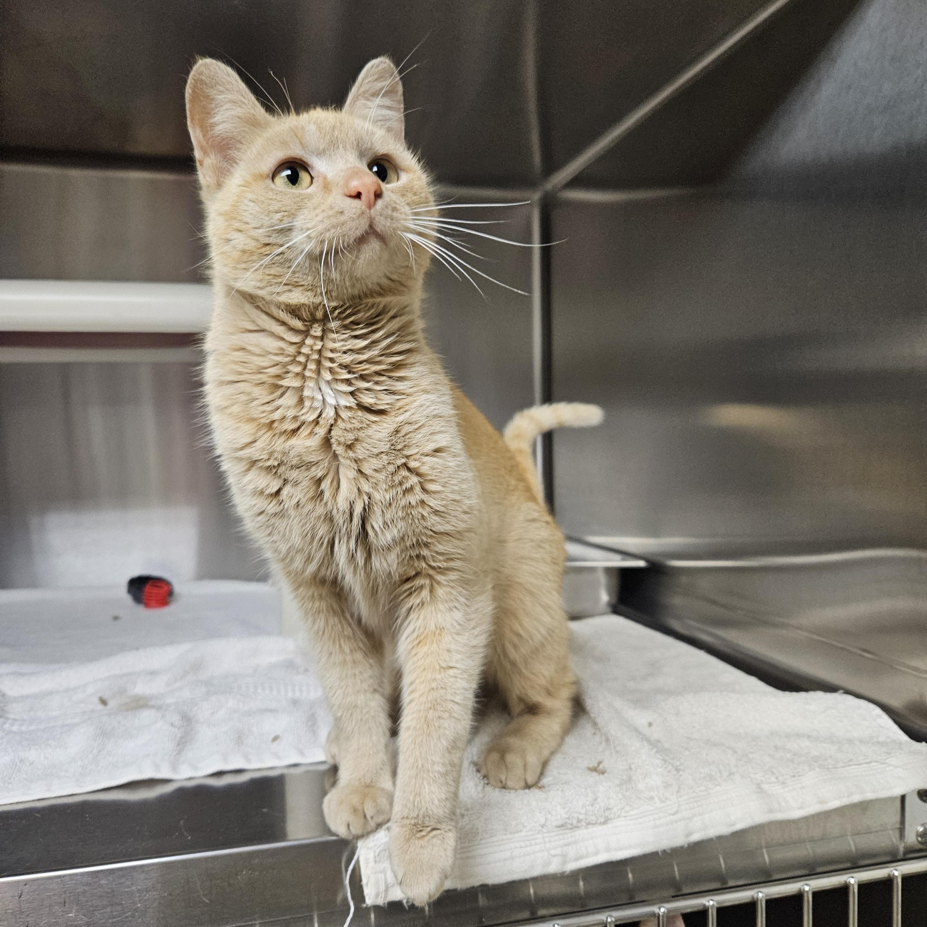 Enlarge Cheddar, an adopted Tabby in Bluffton, IN image 2/3