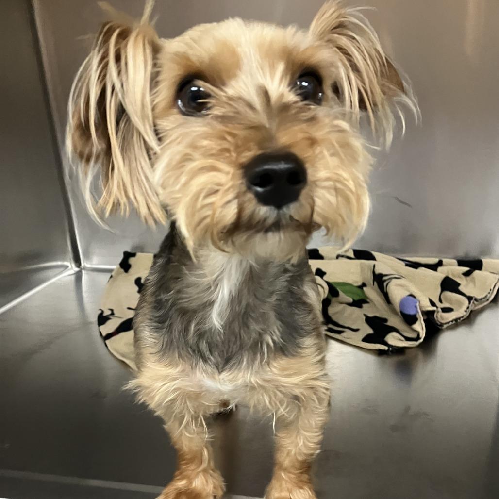 Enlarge Donnie, a Adoptable Yorkshire Terrier in Grand Rapids, MI image 1/1