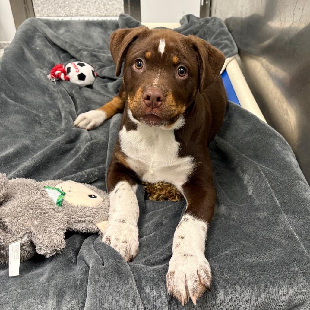 Taz, Adoptable, Puppy Male Rottweiler & Mixed Breed.