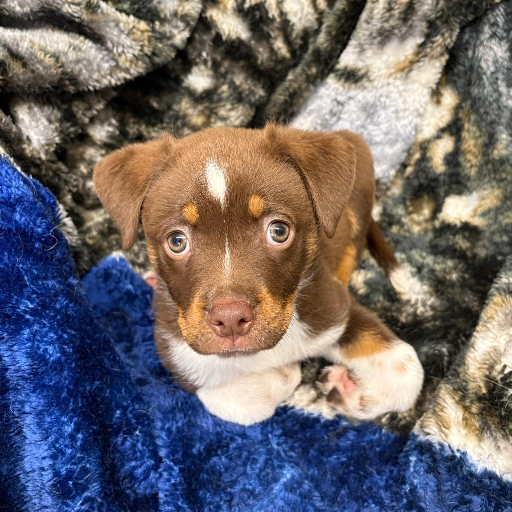 Enlarge Taz, a Adoptable mixed breed in Saskatoon, SK image 2/6