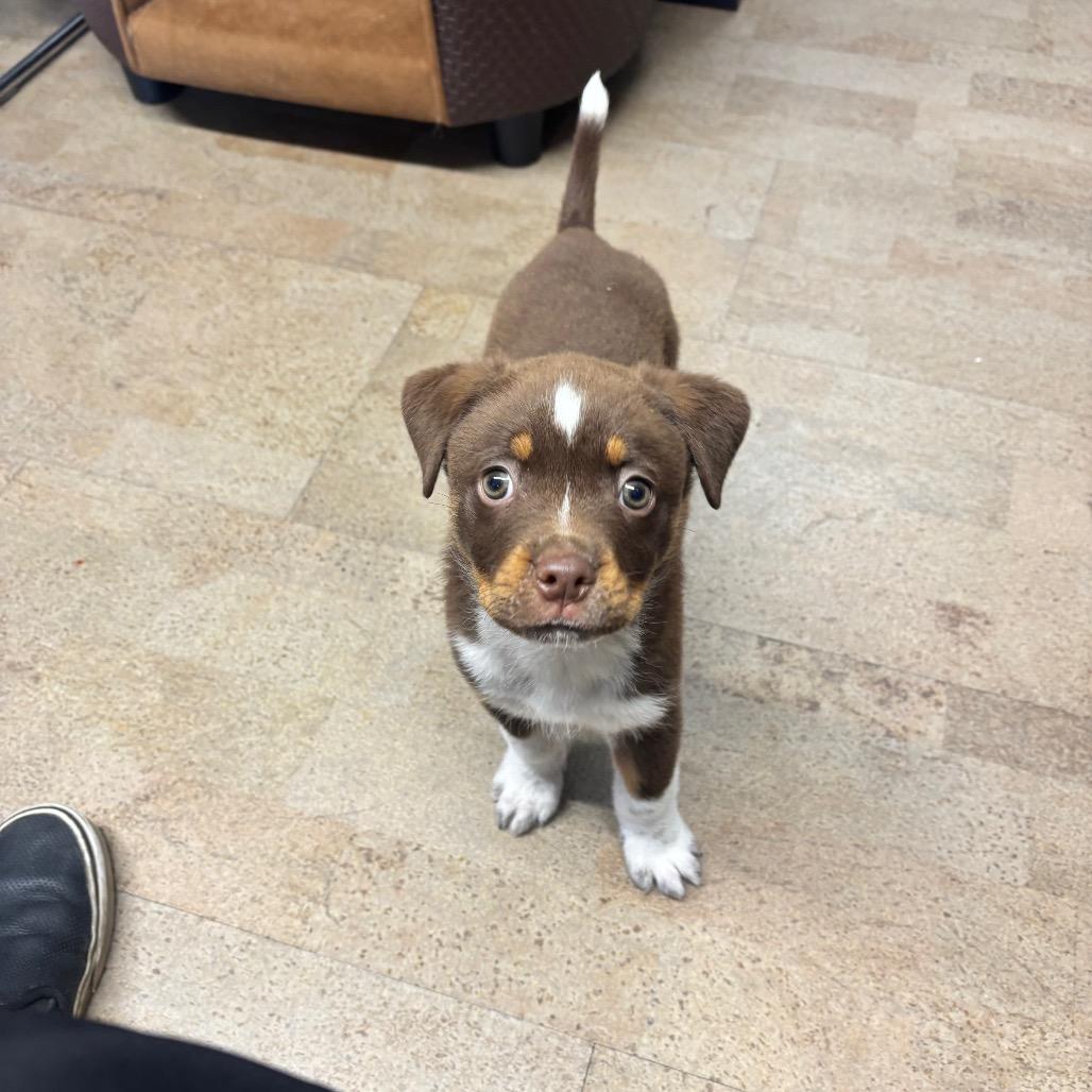 Enlarge Taz, a Adoptable mixed breed in Saskatoon, SK image 3/6