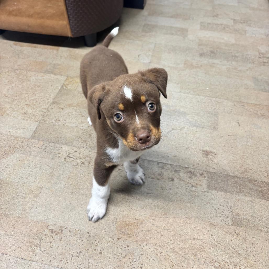 Enlarge Taz, a Adoptable mixed breed in Saskatoon, SK image 4/6