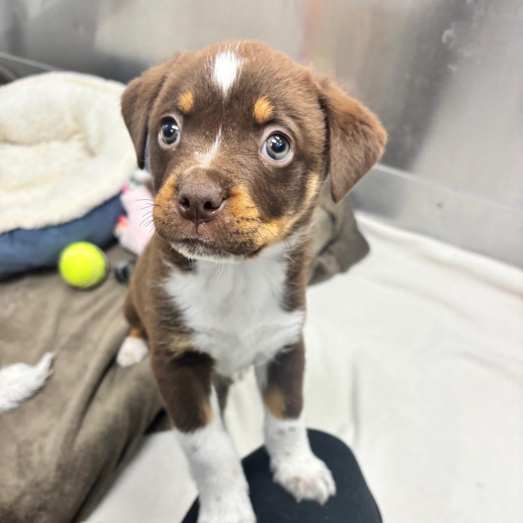 Enlarge Taz, a Adoptable mixed breed in Saskatoon, SK image 5/6