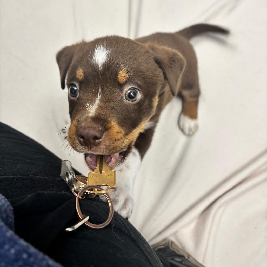 Enlarge Taz, a Adoptable mixed breed in Saskatoon, SK image 6/6