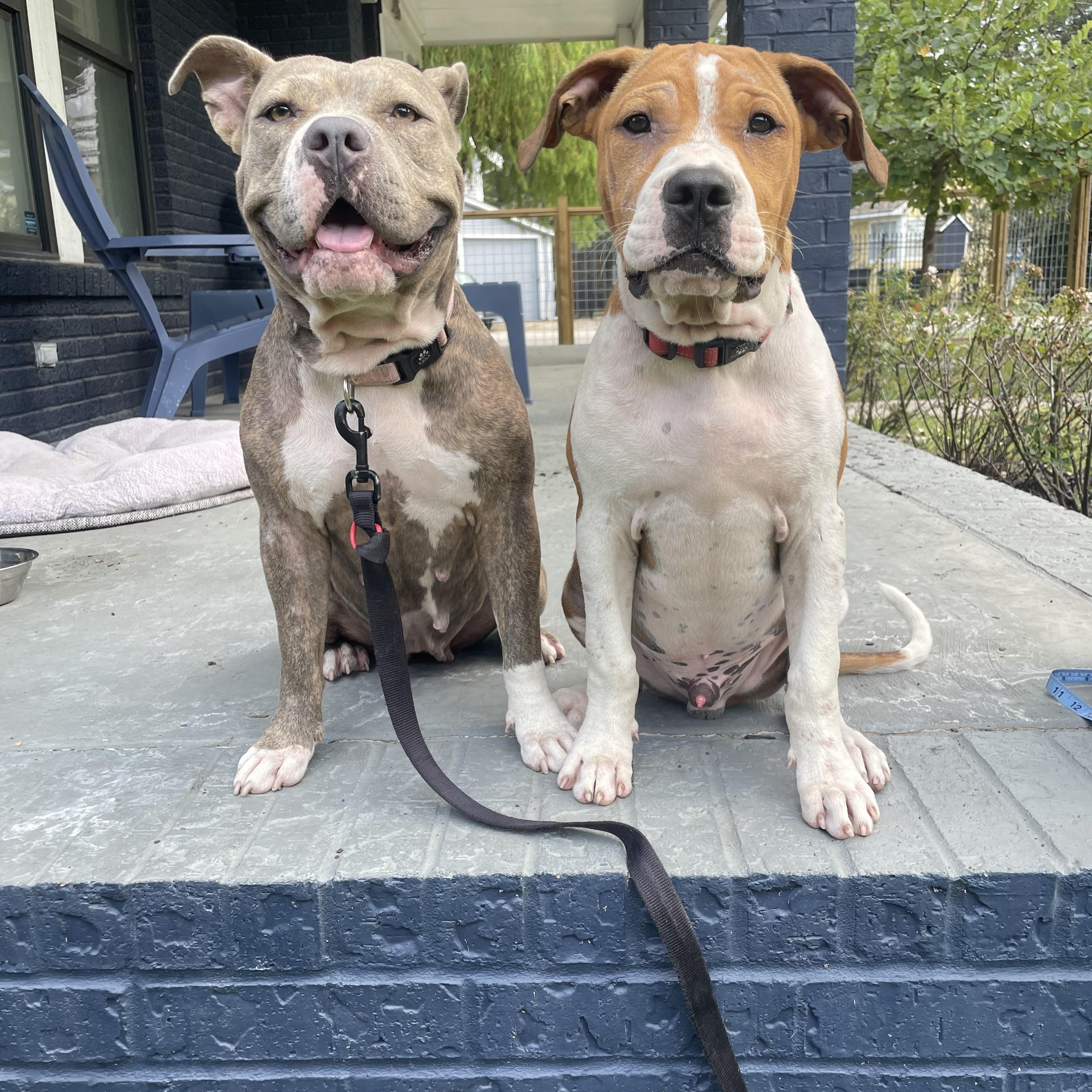 Chelsea, a Adoptable mixed breed in Spring, TX image 3/6