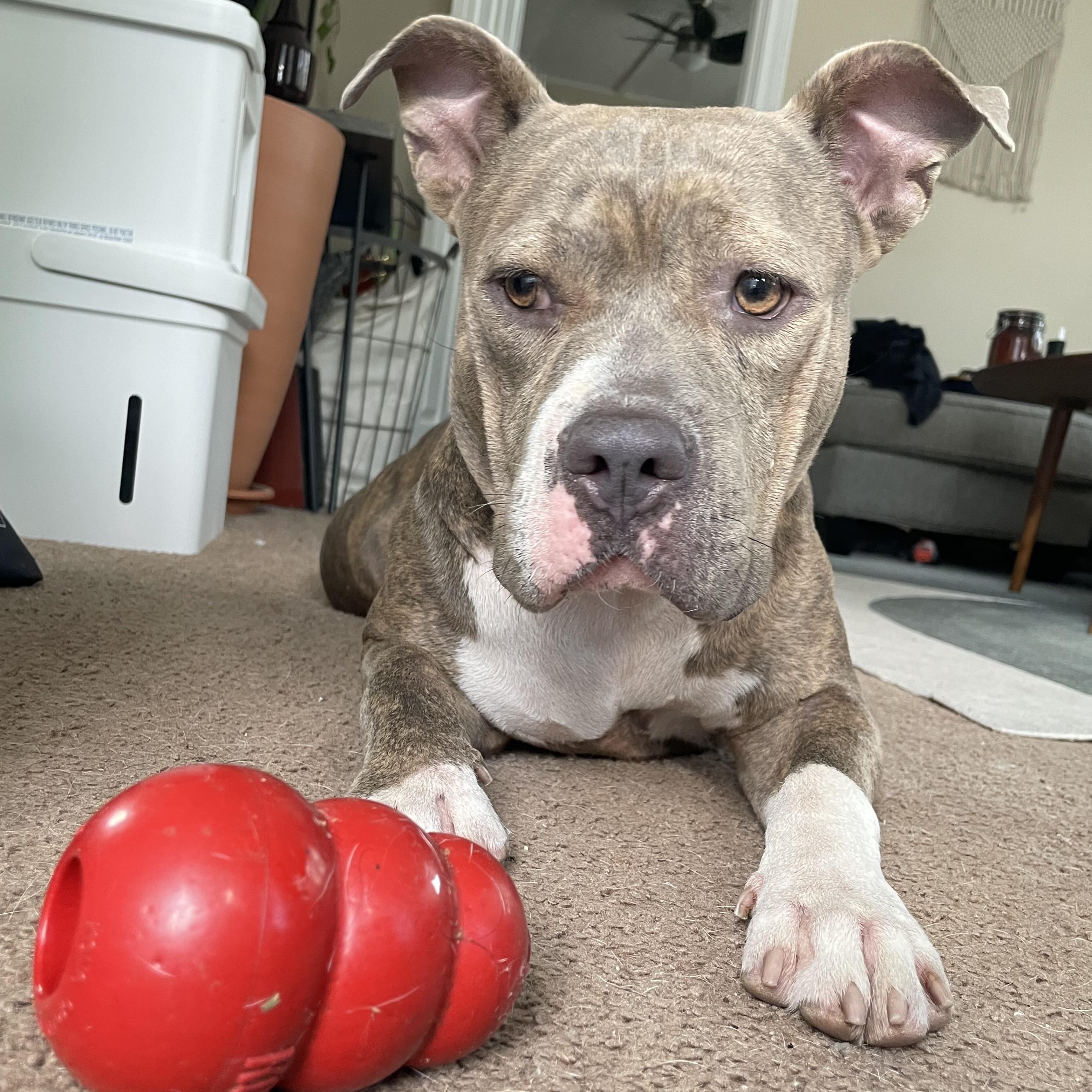 Chelsea, a Adoptable mixed breed in Spring, TX image 1/6