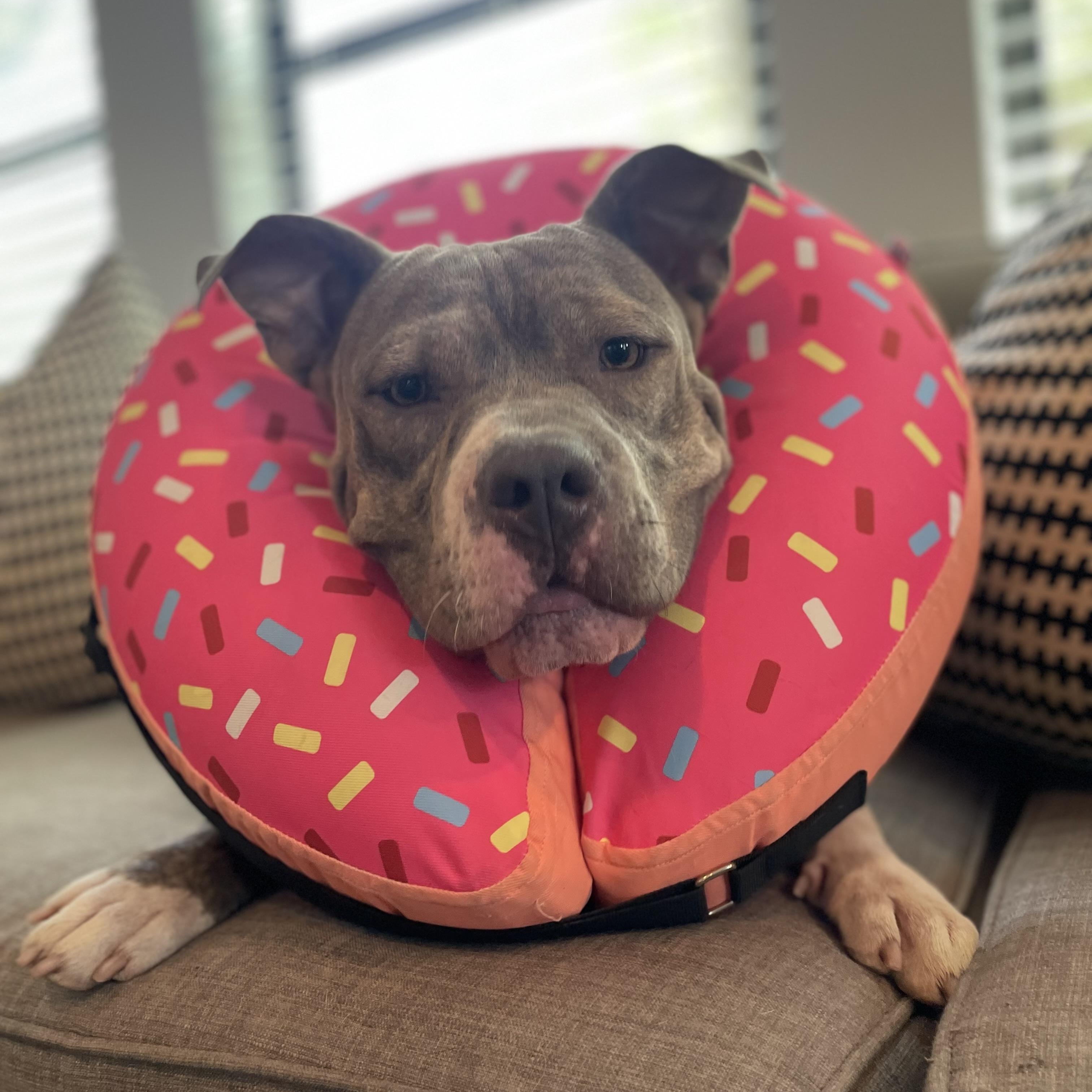 Chelsea, a Adoptable mixed breed in Spring, TX image 2/6