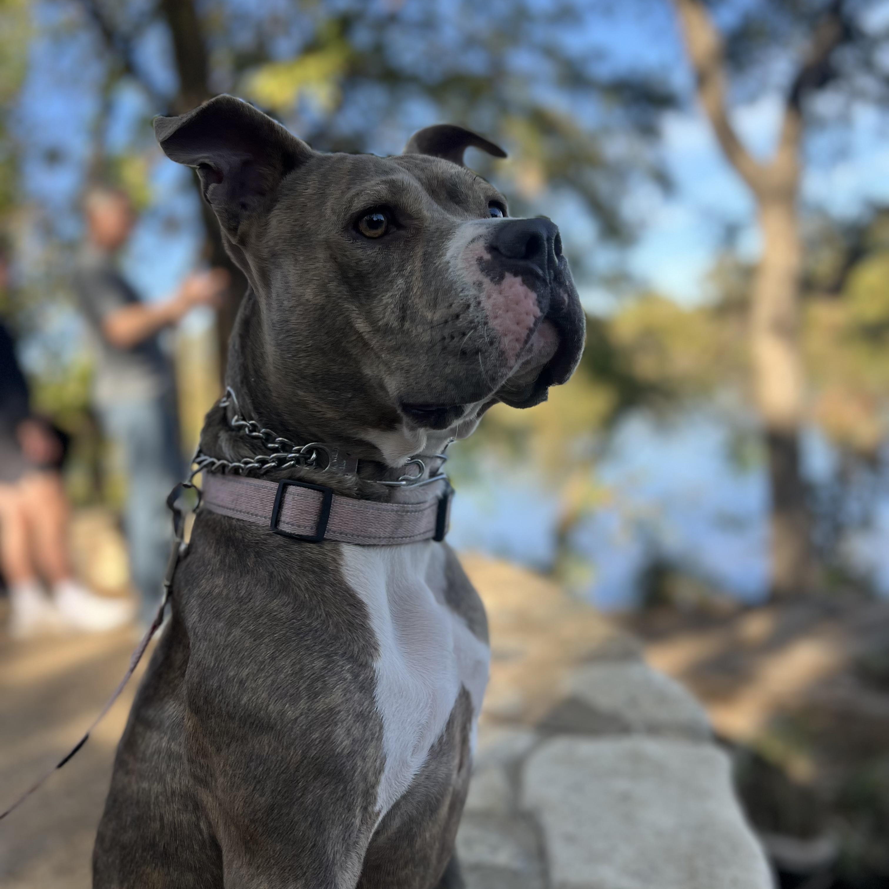 Chelsea, a Adoptable mixed breed in Spring, TX image 6/6