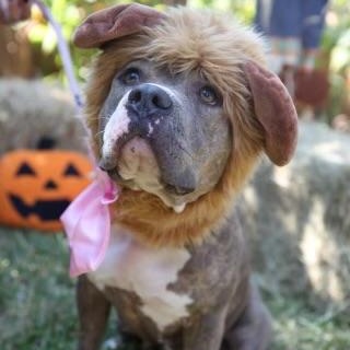 Chelsea, a Adoptable mixed breed in Spring, TX image 5/6