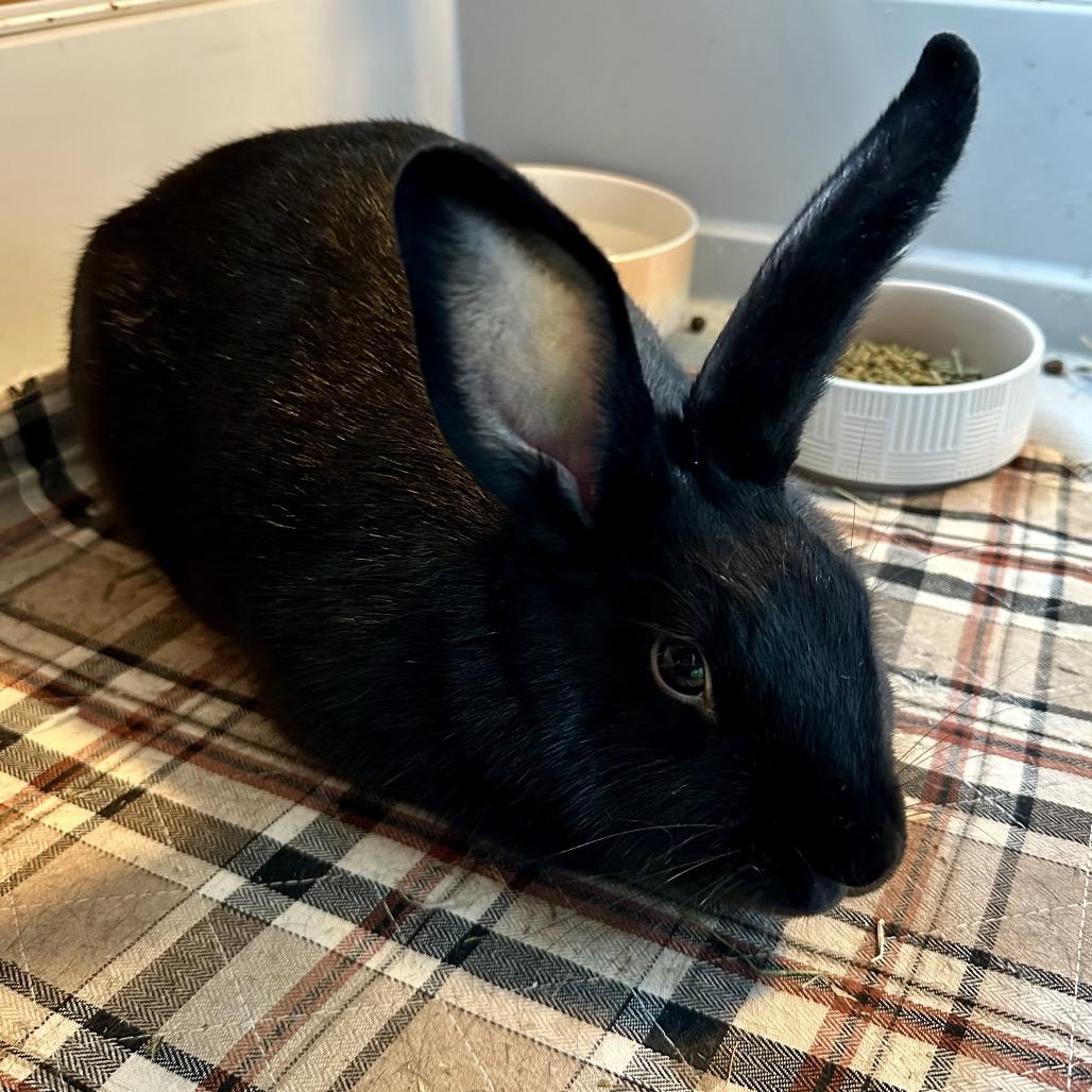 Dolly, Adoptable, Young Female New Zealand.