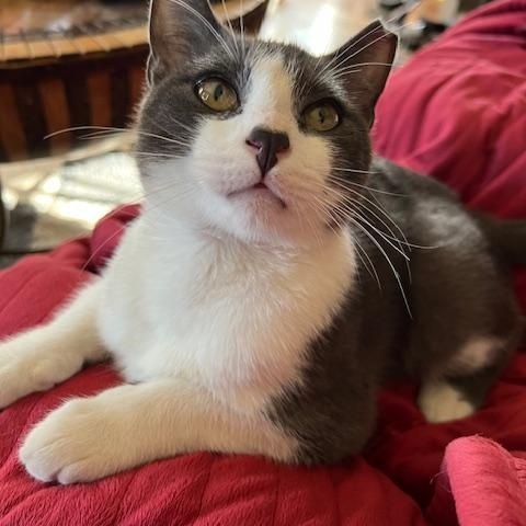 Peanut, a Adopted Domestic Short Hair in Baton Rouge, LA image 3/3