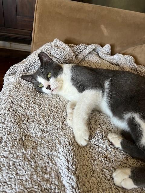 Peanut, a Adopted Domestic Short Hair in Baton Rouge, LA image 2/3