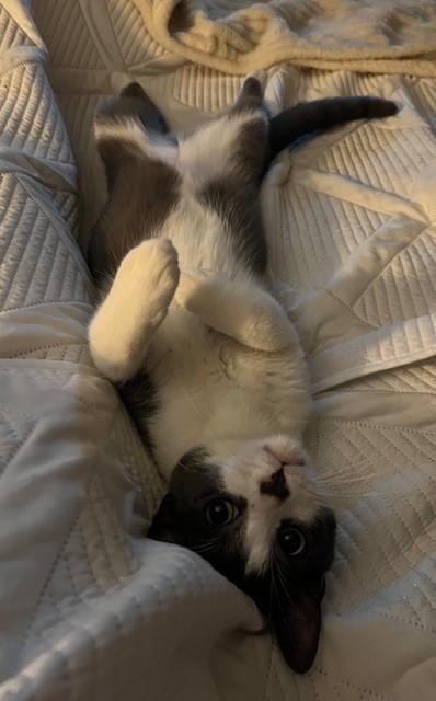 Peanut, Adopted, Young Male Domestic Short Hair.