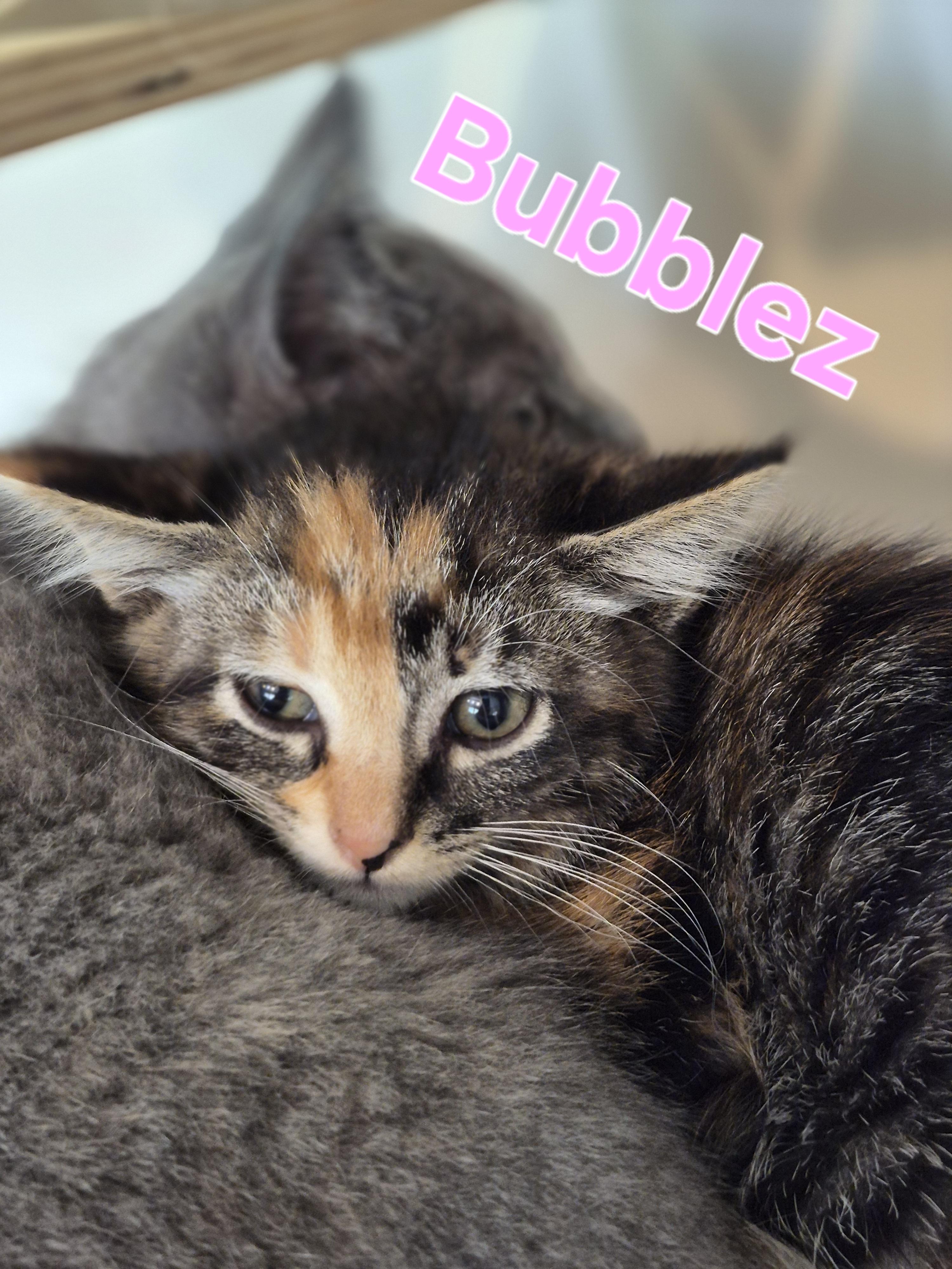 Blossum, Adoptable, Kitten Female Domestic Short Hair.