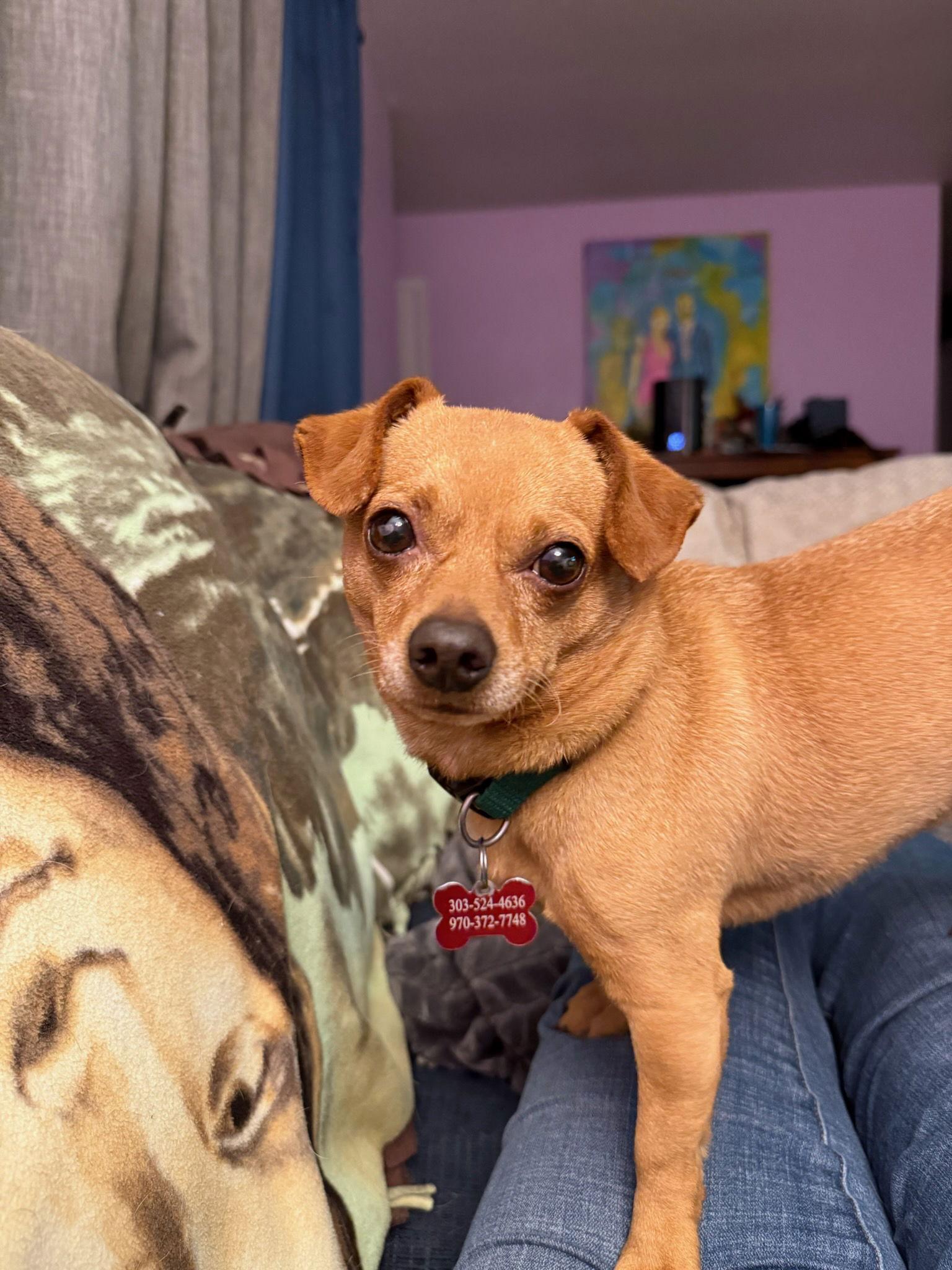 Ziggy Stardust, a Adoptable Chihuahua in Fort Collins, CO image 1/3