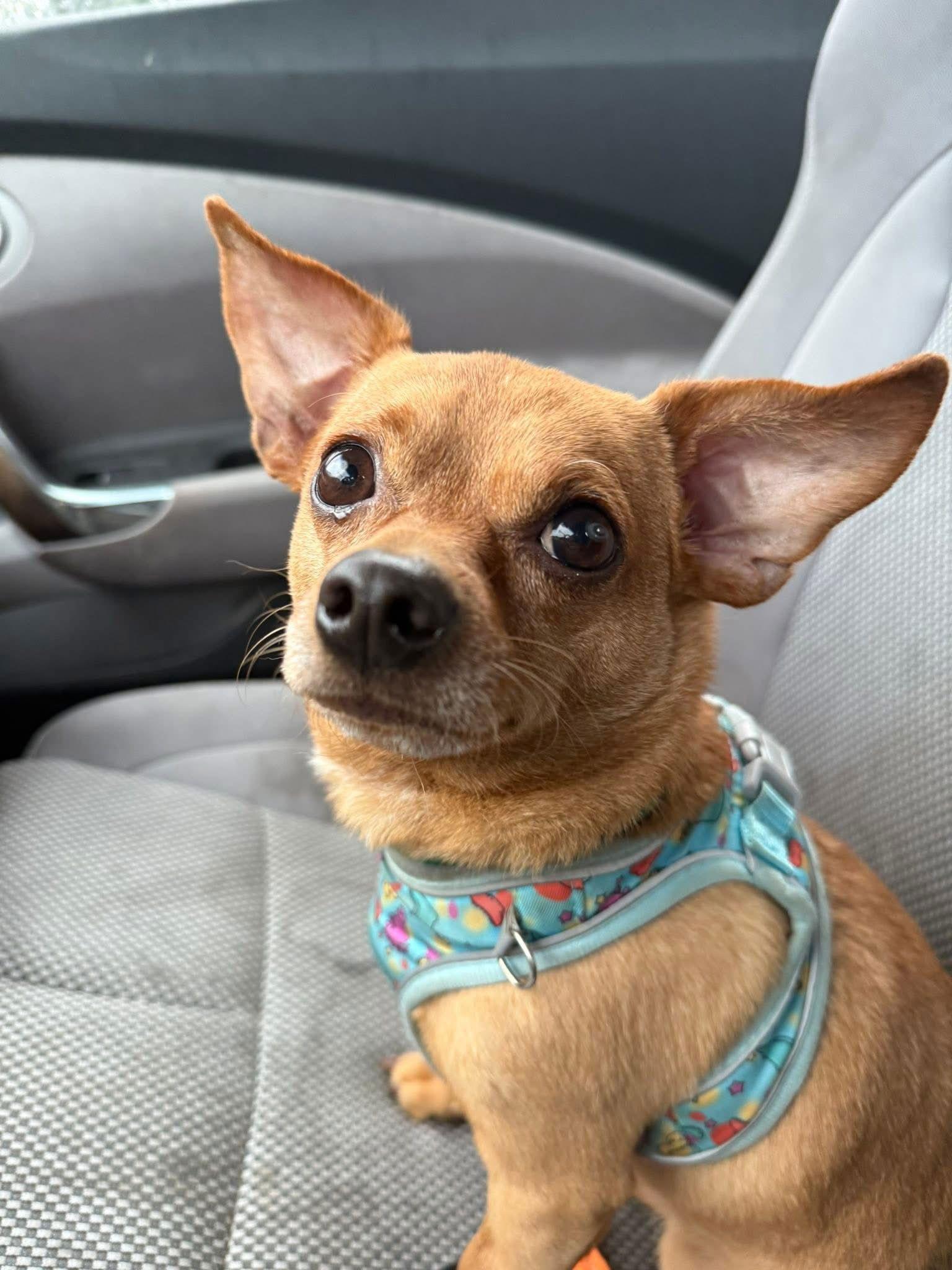 Ziggy Stardust, a Adoptable Chihuahua in Fort Collins, CO image 2/3