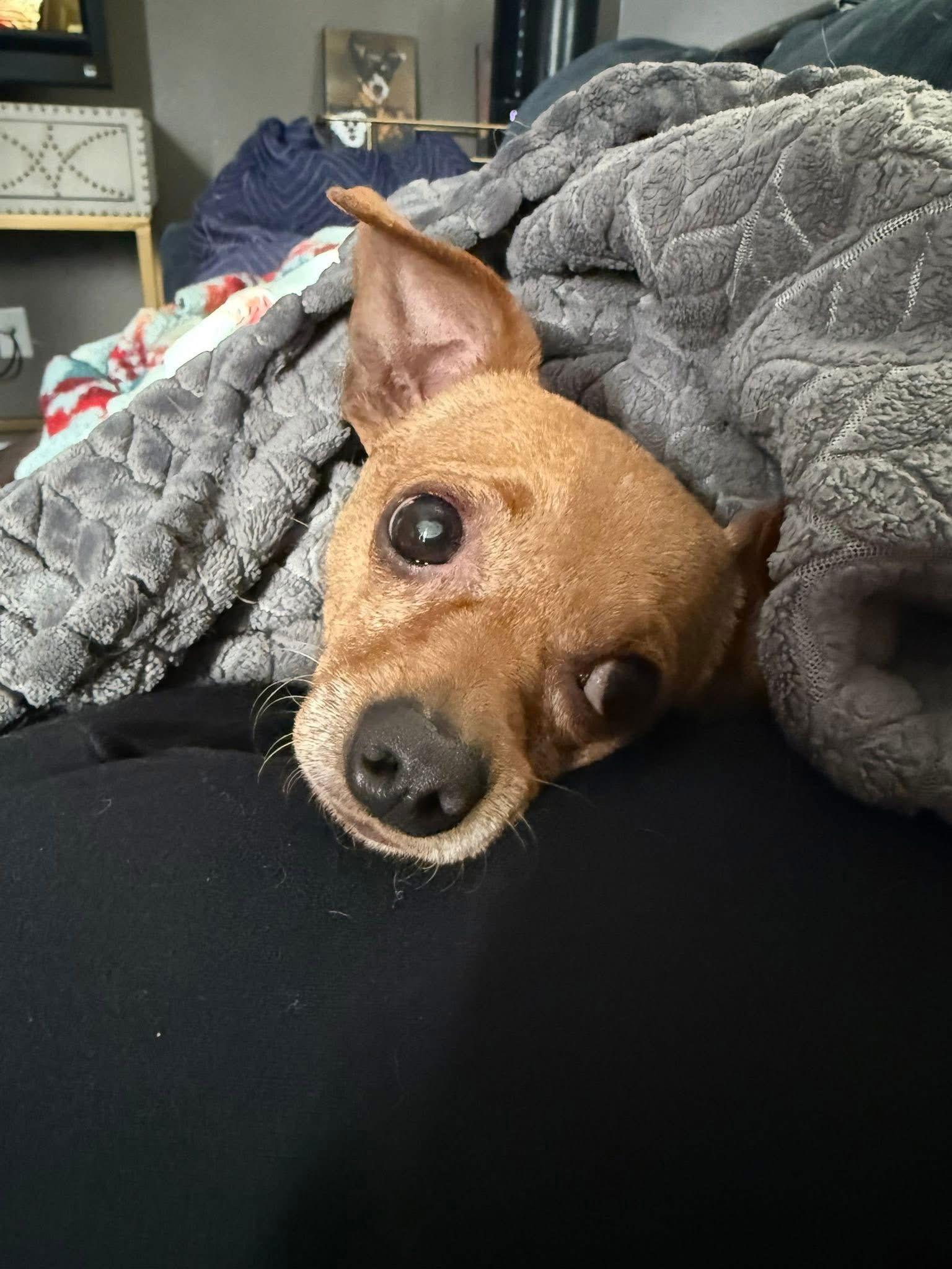 Ziggy Stardust, a Adoptable Chihuahua in Fort Collins, CO image 3/3