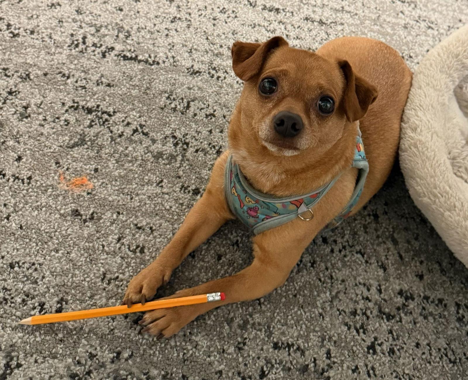 Enlarge Ziggy Stardust, a Adoptable Chihuahua in Fort Collins, CO image 3/3