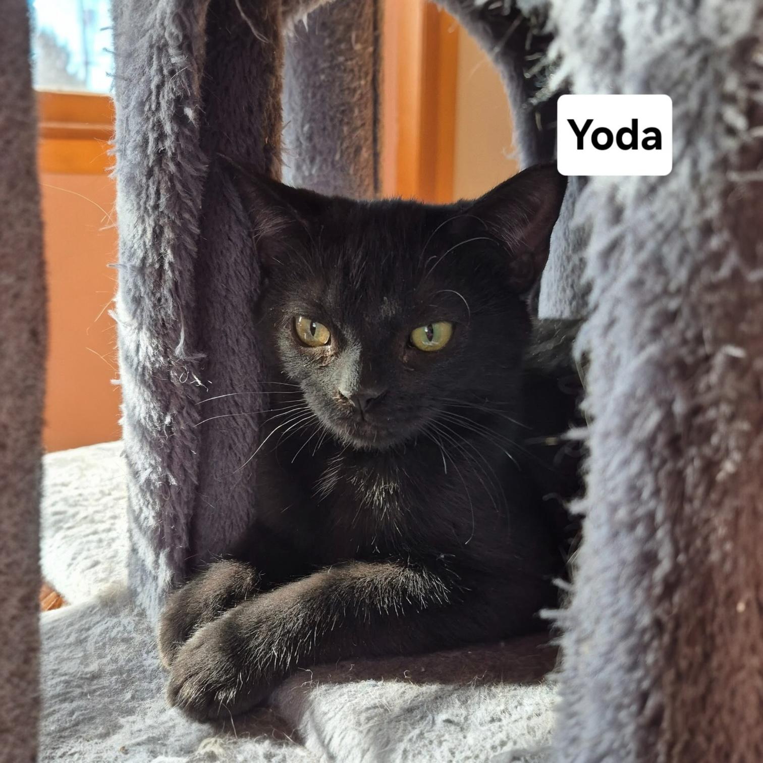 Yoda