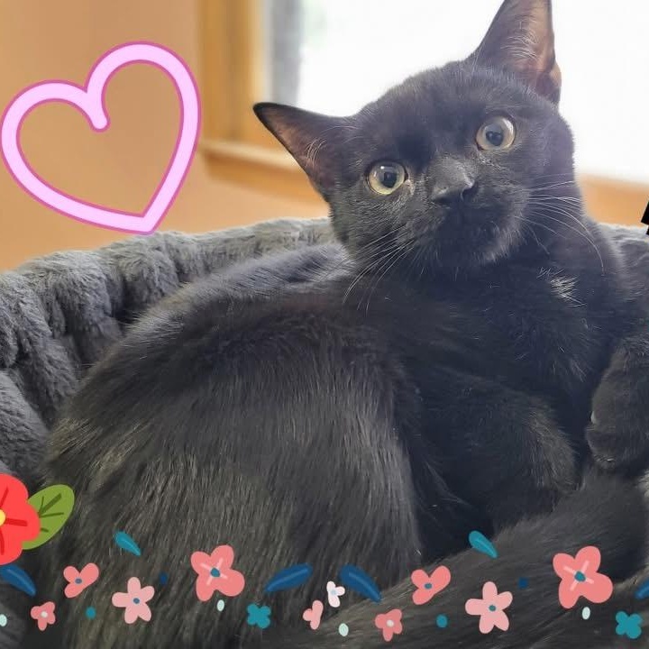 Yoda, Baby Male Domestic Short Hair